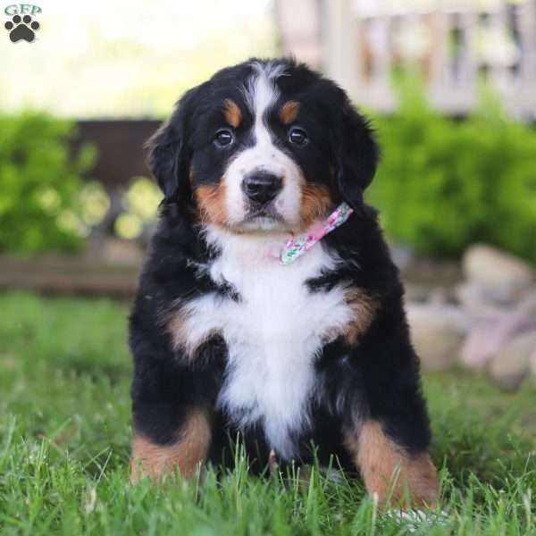 Willow, Bernese Mountain Dog Puppy