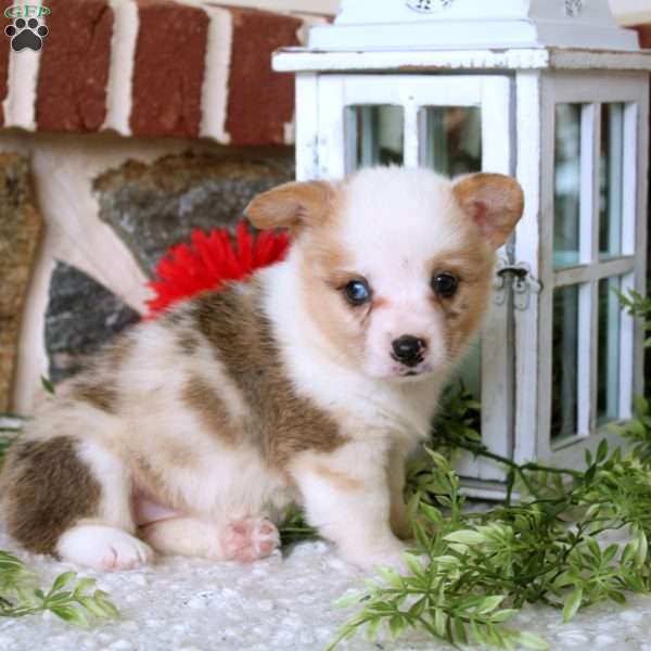 Willow, Pembroke Welsh Corgi Puppy