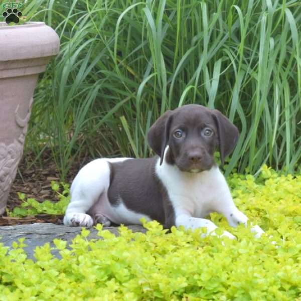 Willow, German Shorthaired Pointer Puppy