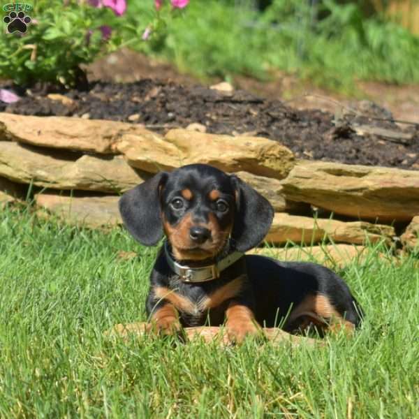 Willow, Dachshund Puppy