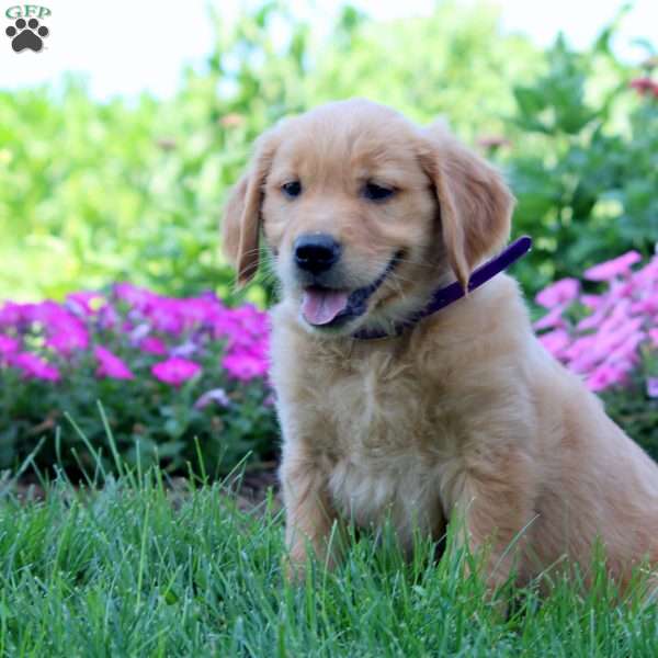 Willow, Golden Retriever Puppy