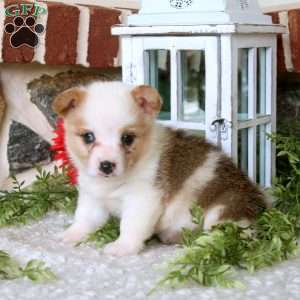Willow, Pembroke Welsh Corgi Puppy