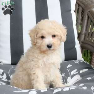 Willow, Bich-Poo Puppy