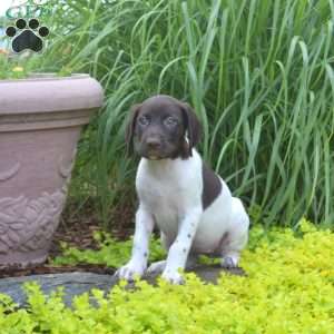 Willow, German Shorthaired Pointer Puppy