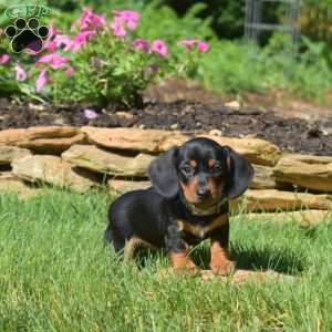 Willow, Dachshund Puppy