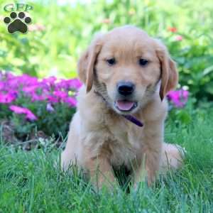 Willow, Golden Retriever Puppy