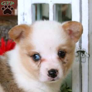 Willow, Pembroke Welsh Corgi Puppy
