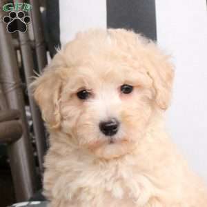 Willow, Bich-Poo Puppy