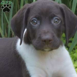 Willow, German Shorthaired Pointer Puppy