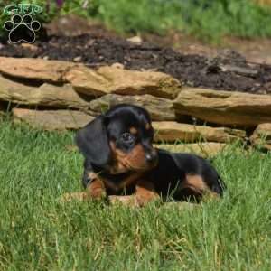 Willow, Dachshund Puppy