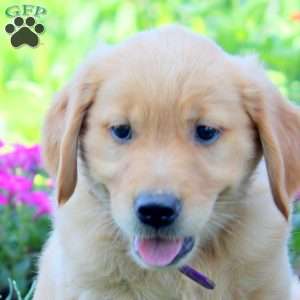 Willow, Golden Retriever Puppy