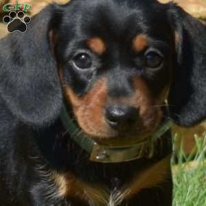 Willow, Dachshund Puppy