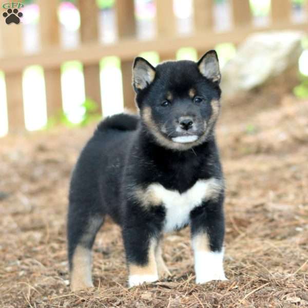 Willow, Shiba Inu Puppy