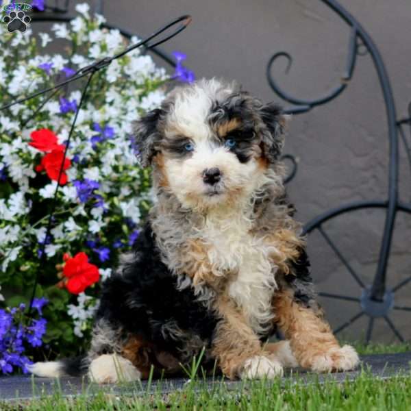 Willow, Mini Bernedoodle Puppy
