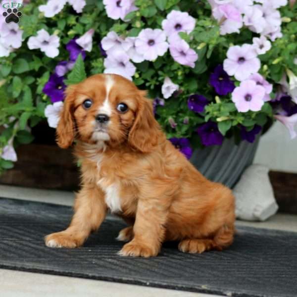 Willow, Cavalier King Charles Spaniel Puppy