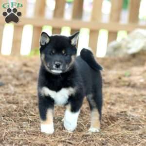 Willow, Shiba Inu Puppy
