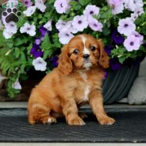 Willow, Cavalier King Charles Spaniel Puppy