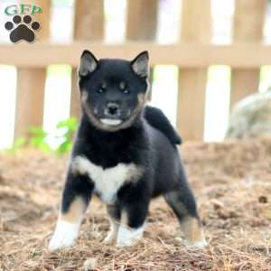 Willow, Shiba Inu Puppy