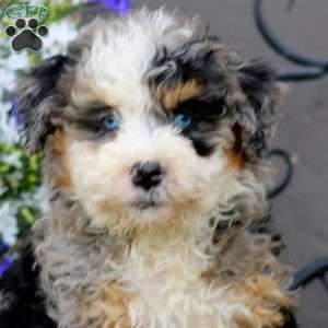 Willow, Mini Bernedoodle Puppy