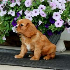 Willow, Cavalier King Charles Spaniel Puppy