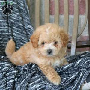 Wilson, Maltipoo Puppy