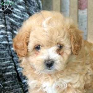 Wilson, Maltipoo Puppy