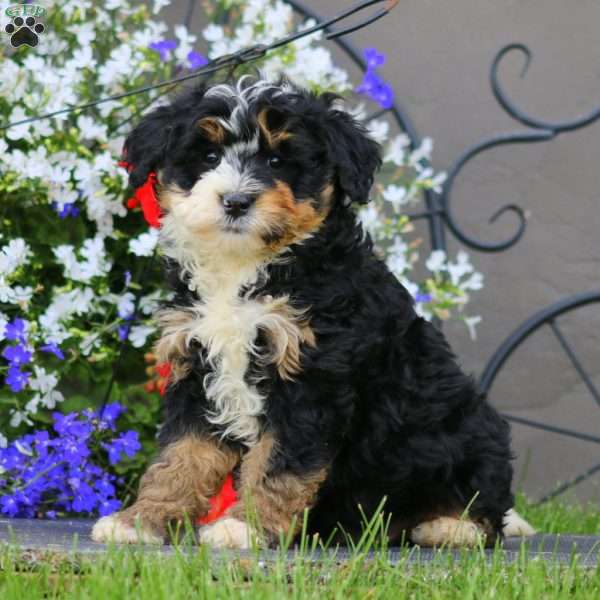 Winner, Mini Bernedoodle Puppy