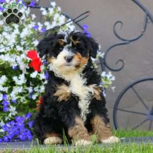 Winner, Mini Bernedoodle Puppy