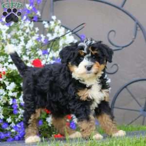 Winner, Mini Bernedoodle Puppy
