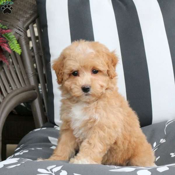Winnie, Bich-Poo Puppy