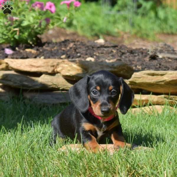 Winnie, Dachshund Puppy
