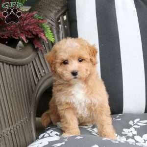 Winnie, Bich-Poo Puppy