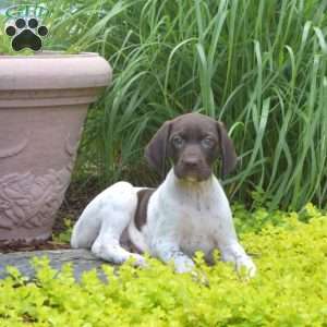 Winnie, German Shorthaired Pointer Puppy