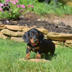 Winnie, Dachshund Puppy