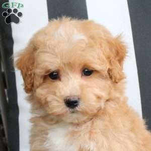 Winnie, Bich-Poo Puppy