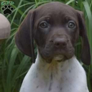 Winnie, German Shorthaired Pointer Puppy