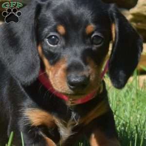Winnie, Dachshund Puppy