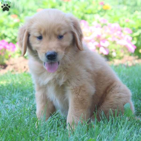 Winston, Golden Retriever Puppy