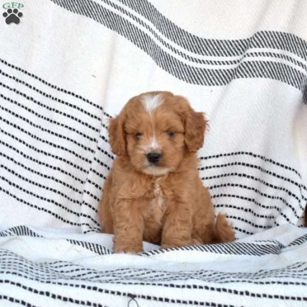 Winston, Cavapoo Puppy