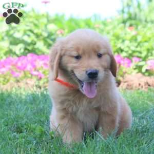 Winston, Golden Retriever Puppy