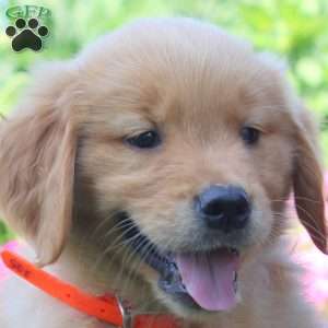 Winston, Golden Retriever Puppy