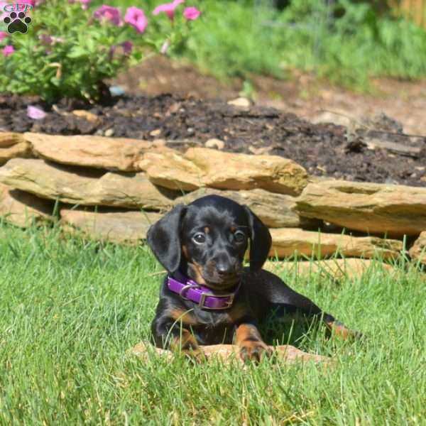 Wish, Dachshund Puppy