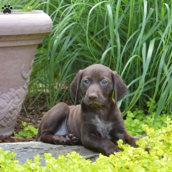 Wish, German Shorthaired Pointer Puppy