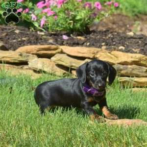 Wish, Dachshund Puppy