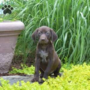 Wish, German Shorthaired Pointer Puppy