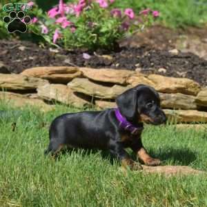 Wish, Dachshund Puppy