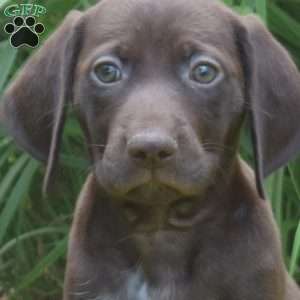 Wish, German Shorthaired Pointer Puppy