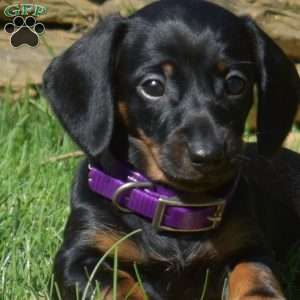 Wish, Dachshund Puppy