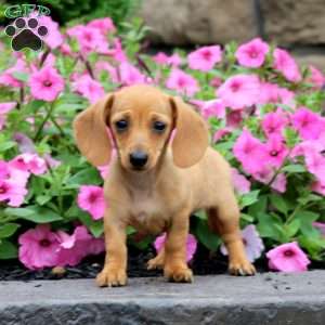 Wonder, Dachshund Puppy