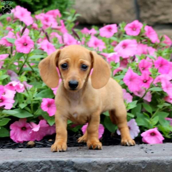 Wonder, Dachshund Puppy